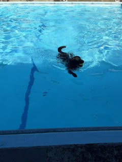 A dog enjoying a swim in the pool